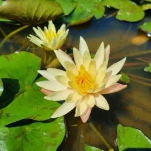 nymphaea monsella