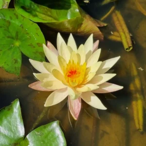 nymphaea monsella