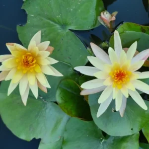nymphaea monsella