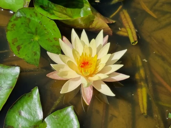 nymphaea monsella