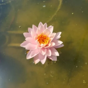 nymphaea orange taiwan