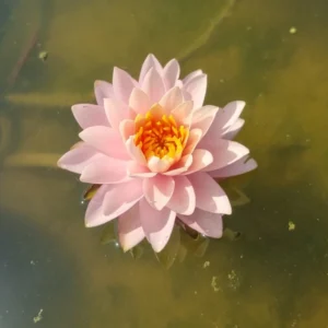 nymphaea orange taiwan
