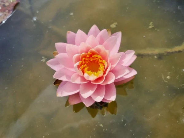 nymphaea orange taiwan