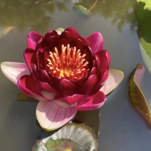 nymphaea perry's deepest red