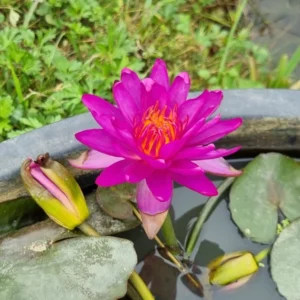 nymphaea thailand purple