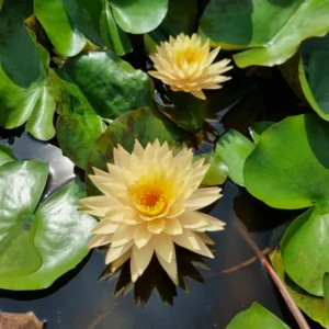 nymphaea tummaruksa