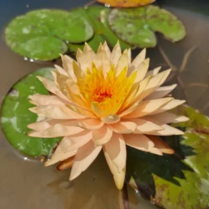 nymphaea tummaruksa