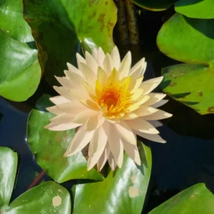 nymphaea tummaruksa