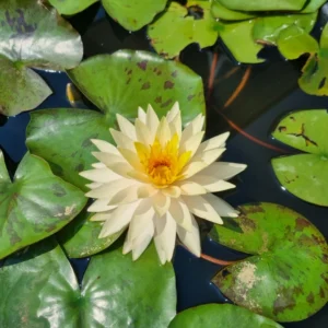 nymphaea tummaruksa