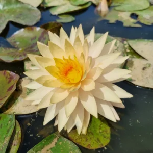 nymphaea tummaruksa
