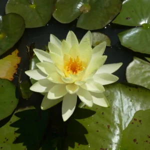 nymphaea yellow sensation