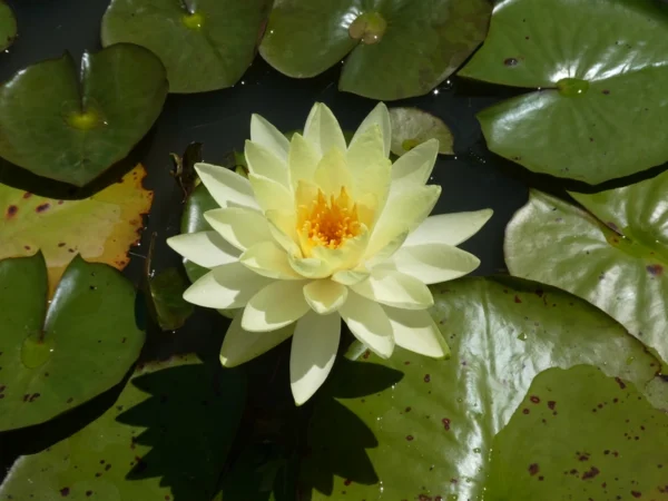 nymphaea yellow sensation