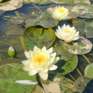 nymphaea yolta