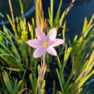 schizostylis coccinea mrs hegarty