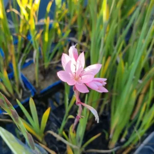 schizostylis coccinea mrs hegarty