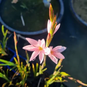 schizostylis coccinea mrs hegarty