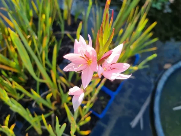 schizostylis coccinea mrs hegarty