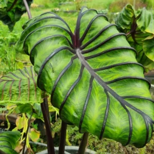 Colocasia esculenta Pharaoh's Mask