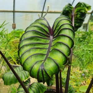 Colocasia esculenta Pharaoh's Mask