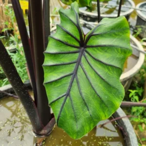 Colocasia esculenta Pharaoh's Mask