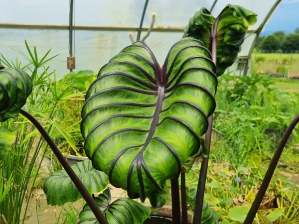 Colocasia esculenta Pharaoh's Mask