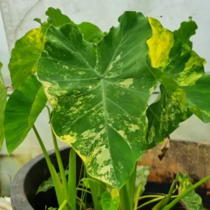 Colocasia esculenta Yellow splash