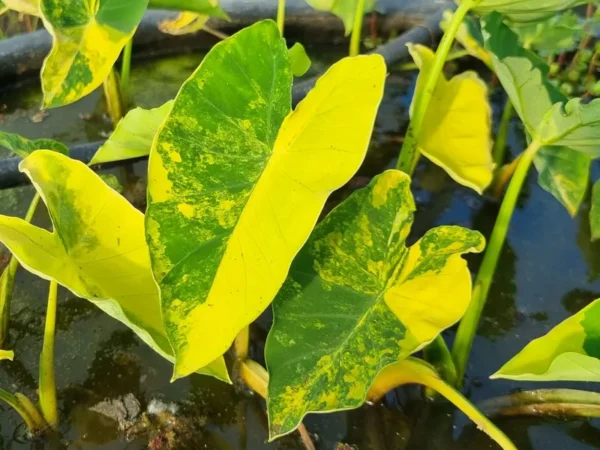 Colocasia esculenta Yellow splash