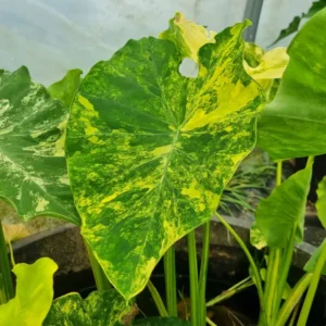 Colocasia esculenta Yellow splash