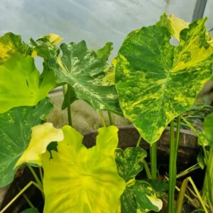 Colocasia esculenta Yellow splash