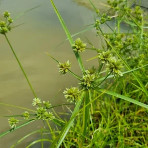 Cyperus eragrostis