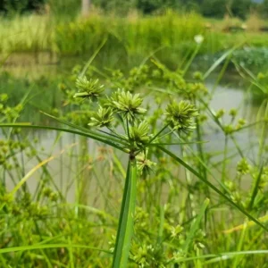 Cyperus eragrostis
