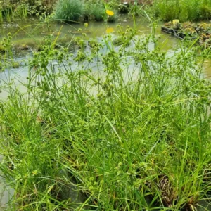 Cyperus eragrostis