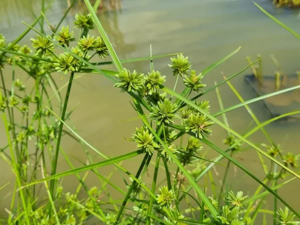 Cyperus eragrostis