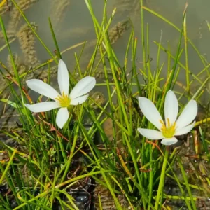 Zephyranthes candida Zefirante Giglio della pioggia
