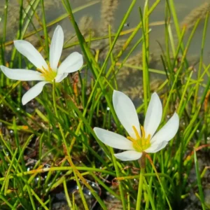 Zephyranthes candida Zefirante Giglio della pioggia