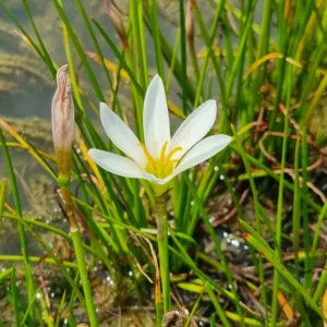 Zephyranthes candida Zefirante Giglio della pioggia