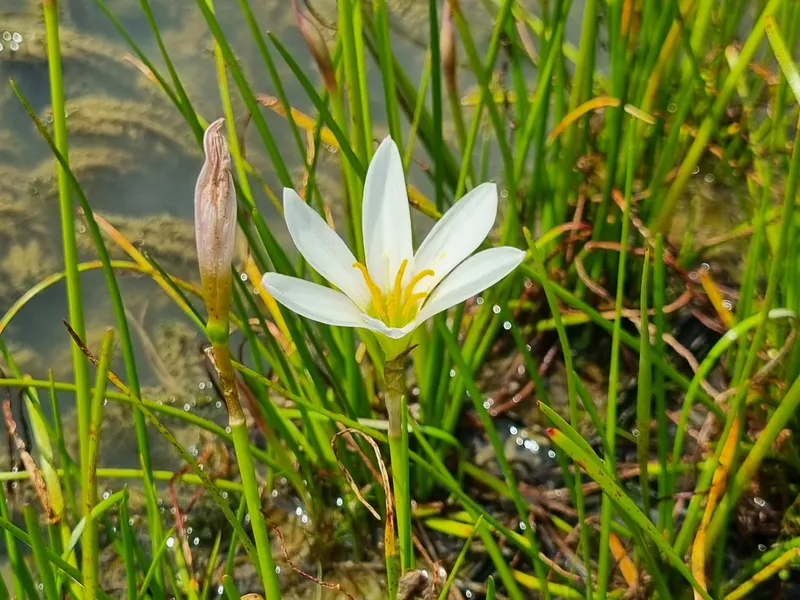 Fiore Della Pioggia Delle Speci Del Giglio O Di Zephyranthes Immagine Stock - Immagine di