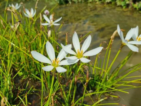 Zephyranthes candida Zefirante Giglio della pioggia