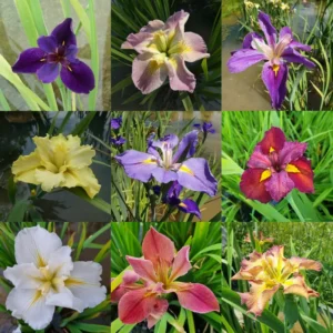 iris louisiana mix diverse varietà