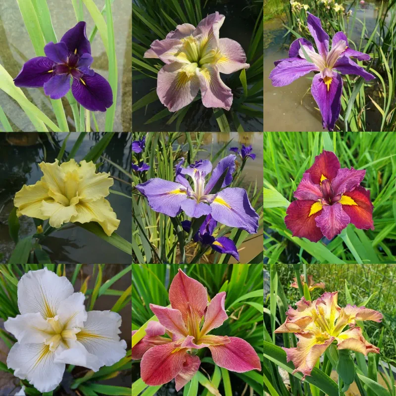 Hyacinthus Cm 12 - 3 Bulbi, Mix Di Colori - Foto 4