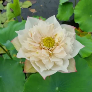 nelumbo blooming and wealthy