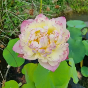 nelumbo charming lips