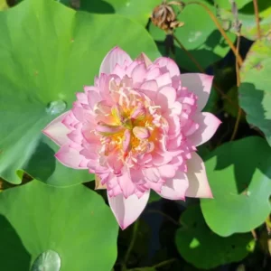 nelumbo child hood