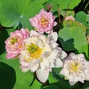 nelumbo child hood