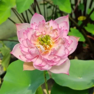 nelumbo child hood