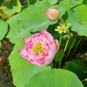 nelumbo child hood