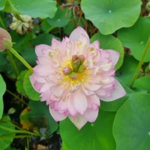 nelumbo child hood