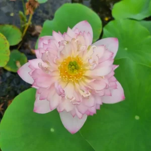 nelumbo child hood