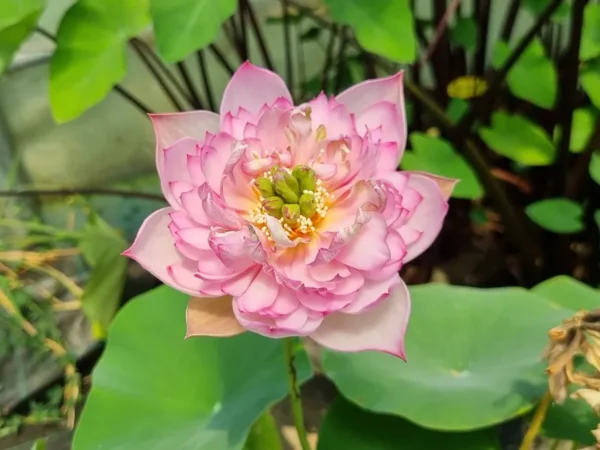 nelumbo child hood