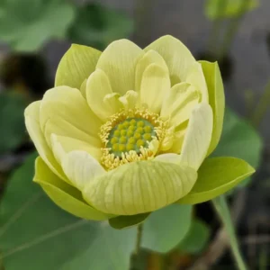 nelumbo jade in jinling